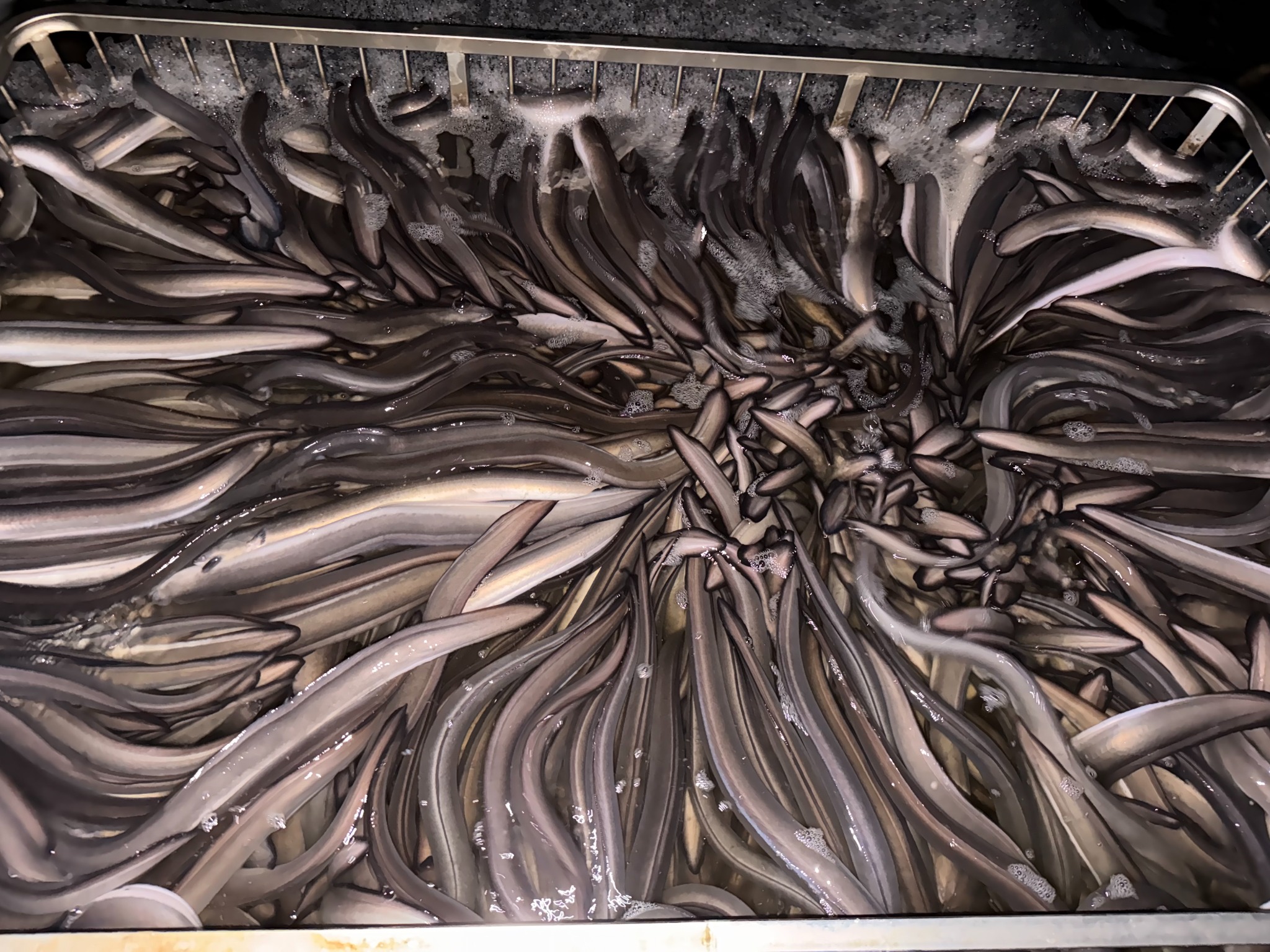 대농수산 양식장에서 직접 키운 자포니카 장어
